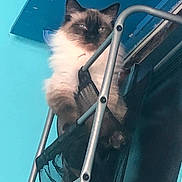 Charlie joined the competition — help win amazing prizes! cat, fluffy, indoor, metal, mesh, blue_wall, pet, feline, resting, looking_down, animal, domestic, fur, ears, whiskers, household, curious, closeup, portrait, relaxed