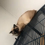Charlene is registered to the contest to win money with this photo: cat, siamese_cat, animal, pet, feline, blue_eyes, fur, whiskers, cage, metal, indoor, curious, perched, resting, wall, quiet, looking_down, domestic_cat, mammal, furniture