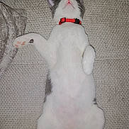 Tchoupi a rejoint le concours — aidez-le/la à gagner de superbes lots ! cat, feline, pet, collar, lying_down, relaxed, indoor, couch, furniture, white_fur, gray_fur, paw, tail, sleeping, cute, domestic_animal, animal, cozy, resting, pink_nose