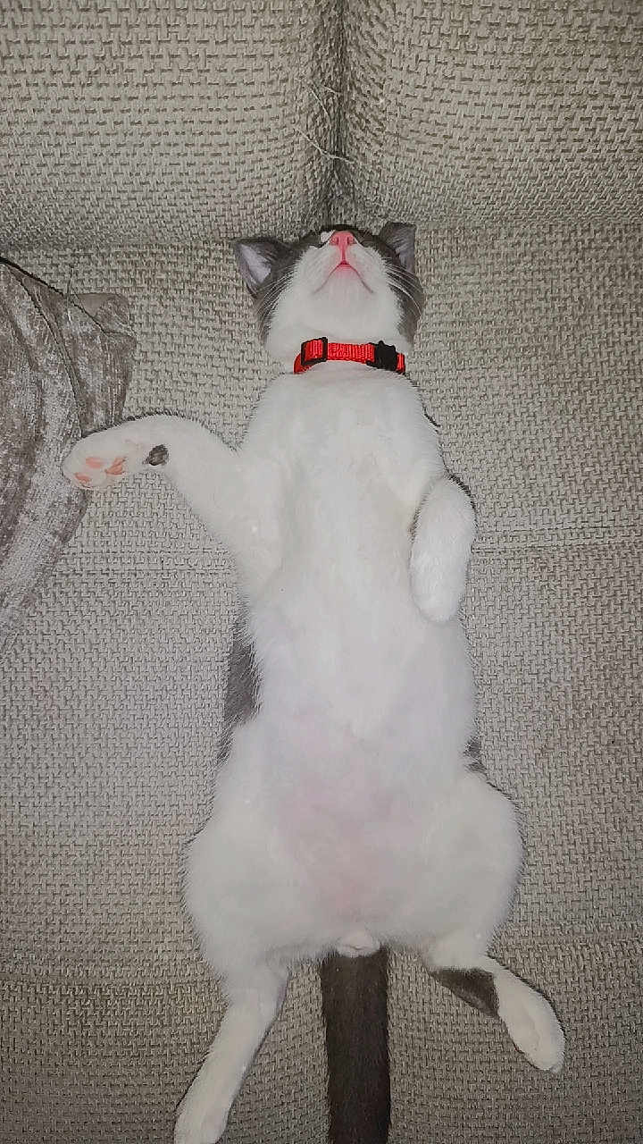 Tchoupi a rejoint le concours — aidez-le/la à gagner de superbes lots ! cat, feline, pet, collar, lying_down, relaxed, indoor, couch, furniture, white_fur, gray_fur, paw, tail, sleeping, cute, domestic_animal, animal, cozy, resting, pink_nose