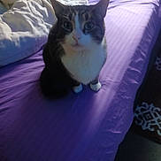 Squirt is registered to the contest to win money with this photo: animal, bed, blanket, cat, comfort, cozy, curious, domestic_animal, feline, fur, home, indoor, paws, pet, purple_bedspread, quiet, resting, sleeping_area, soft_lighting, whiskers