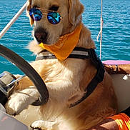 Pacha a rejoint le concours — aidez-le/la à gagner de superbes lots ! animal, bandana, blue_sky, boat, canine, dog, golden_retriever, harness, human_leg, lake, outdoor, pet, reflection, steering_wheel, summer, sunglasses, sunny, trees, vacation, water