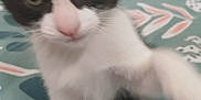 Aiko participe au concours pour gagner de l'argent avec cette photo : kitten, cat, black_and_white, close_up, paw, curious, indoor, bedspread, furniture, drawer, young_cat, pet, whiskers, nose, tail, animal, blurred, playful, cute, domestic