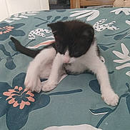 Aiko a rejoint le concours — aidez-le/la à gagner de superbes lots ! kitten, cat, black_and_white, bedspread, floral_pattern, paw, indoor, furniture, wooden_drawer, door, curious, pet, animal, young, cute, small, furry, exploring, blur, playful