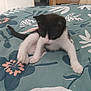 kitten, cat, black_and_white, bedspread, floral_pattern, paw, indoor, furniture, wooden_drawer, door, curious, pet, animal, young, cute, small, furry, exploring, blur, playful