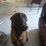 Vodka a rejoint le concours — aidez-le/la à gagner de superbes lots ! dog, indoor, tile_floor, furniture, chair, table, fan, brown_dog, pet, looking_up, domestic, home, floor_tiles, animal, canine, living_room, curious, seated, shadow, comfort