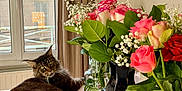 Chacha a rejoint le concours — aidez-le/la à gagner de superbes lots ! bouquet, cat, cozy, curtain, daylight, decor, flowers, fluffy, glass_vase, green_leaves, home, indoor, pet, plant, red_candle, relaxed, roses, table, vase, window
