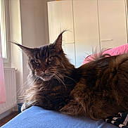 Chacha a rejoint le concours — aidez-le/la à gagner de superbes lots ! animal, bed, blue, cat, cozy, curtains, domestic, ears, feline, fur, home, indoor, maine_coon, pet, pink, portrait, relaxed, resting, whiskers, window