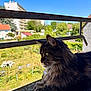 animal, balcony, building, cat, daylight, daytime, feline, fluffy, garden, greenery, nature, outdoor, pet, portrait, relaxed, resting, side_view, urban, whiskers, windows