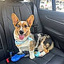 dog, corgi, car_seat, leather, bandana, tongue_out, blue_eye, brown_eye, pet, vehicle_interior, seatbelt, window, daylight, happy, canine, sitting, black_leather, backseat, playful, retriever