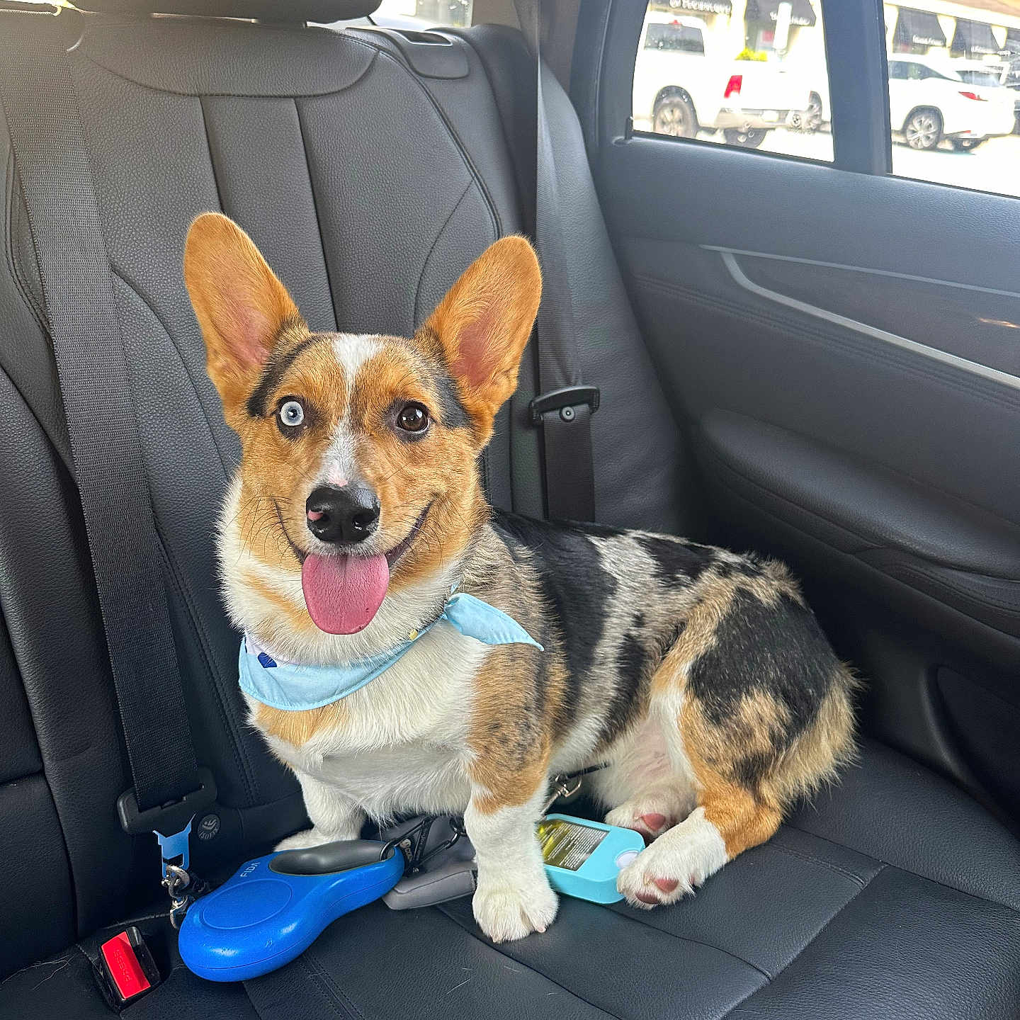 Ollie is registered to the contest to win money with this photo: backseat, bandana, black_leather, blue_eye, brown_eye, canine, car_seat, corgi, daylight, dog, happy, leather, pet, playful, retriever, seatbelt, sitting, tongue_out, vehicle_interior, window