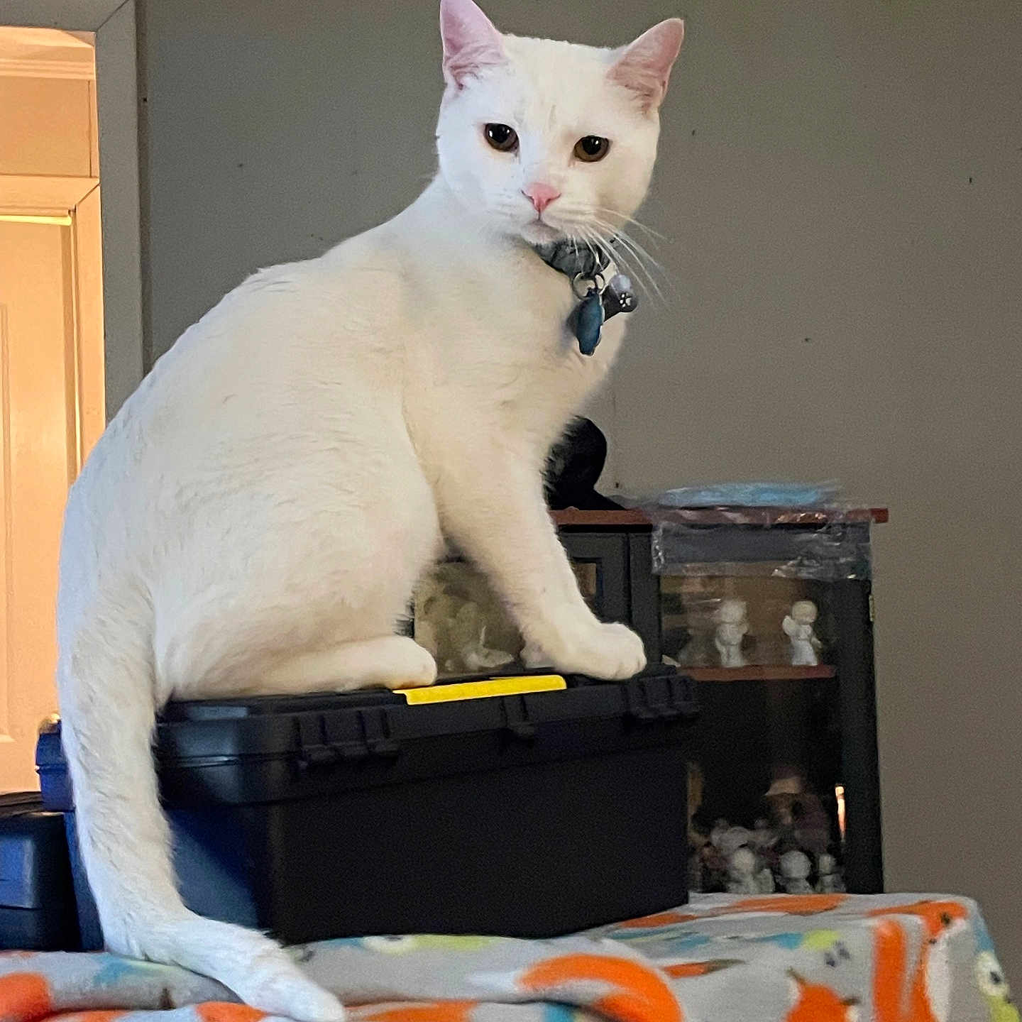 Cotton Ball