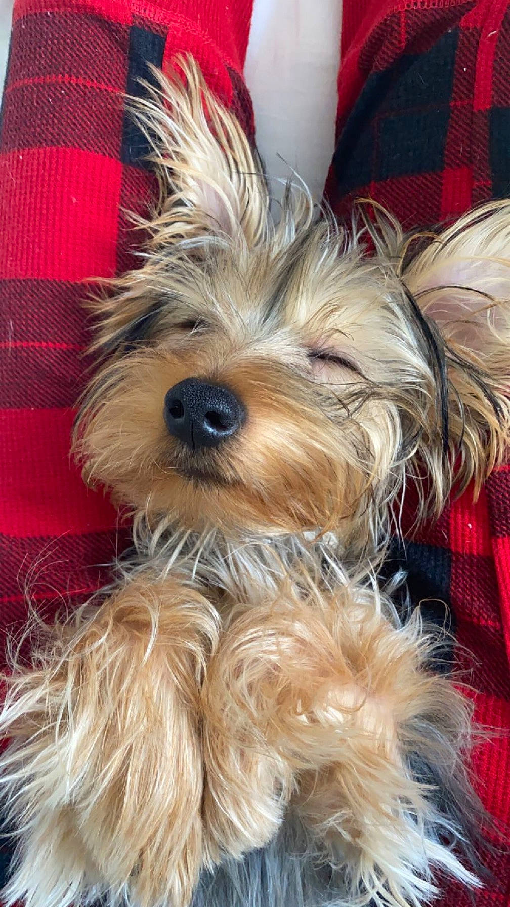 Benny is registered to the contest to win money with this photo: biewer_terrier, canidae, carnivore, companion_dog, dog, dog_breed, dog_supply, fashion_accessory, fur, liver, plaid, small_terrier, snout, sporting_group, tartan, terrier, toy_dog, working_animal, yorkipoo