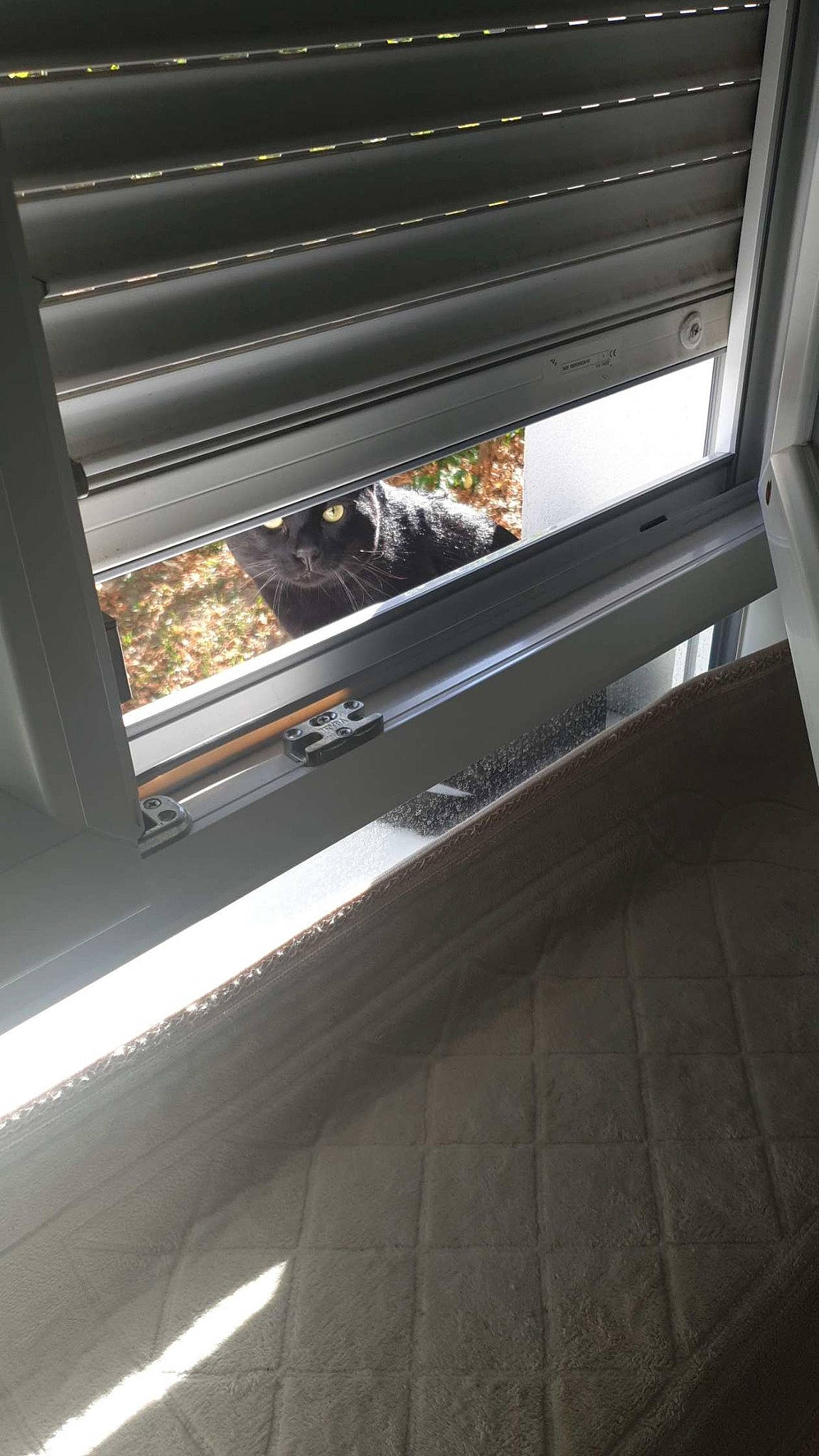 Tarzan a rejoint le concours — aidez-le/la à gagner de superbes lots ! auto_part, automotive_exterior, automotive_lighting, cat, felidae, gas, glass, grille, hardwood, headlamp, kitchen_appliance, line, metal, motor_vehicle, rectangle, tints_and_shades, vehicle_door, window, window_covering, wood