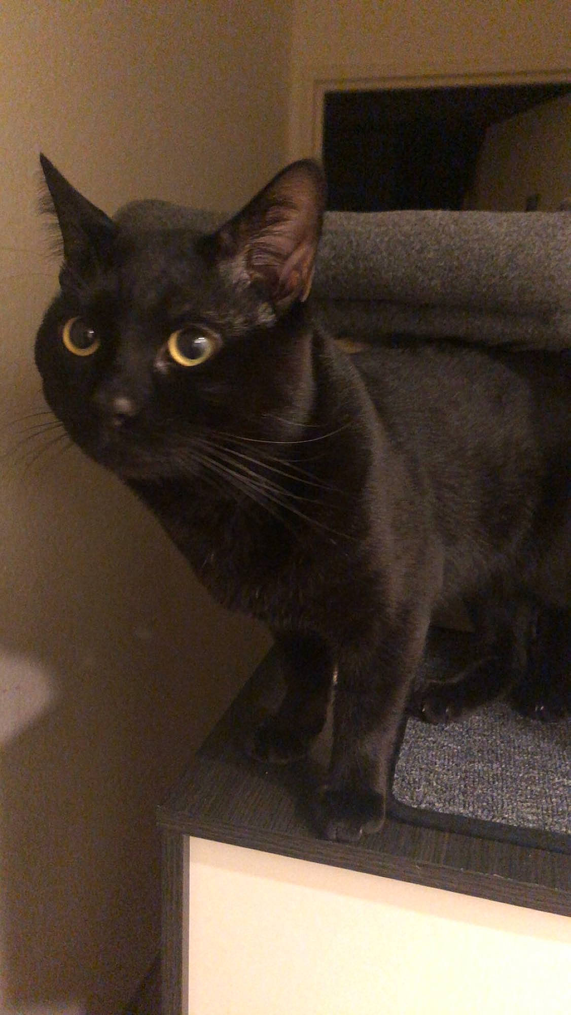 Tarzan a rejoint le concours — aidez-le/la à gagner de superbes lots ! black_cat, bombay, carnivore, cat, domestic_short_haired_cat, felidae, fur, havana_brown, small_to_medium_sized_cats, snout, tail, terrestrial_animal, whiskers