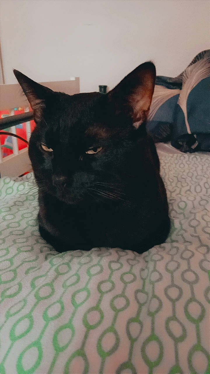 Tarzan a rejoint le concours — aidez-le/la à gagner de superbes lots ! black_cat, bombay, carnivore, cat, comfort, domestic_short_haired_cat, felidae, flooring, fur, havana_brown, small_to_medium_sized_cats, snout, tail, terrestrial_animal, whiskers