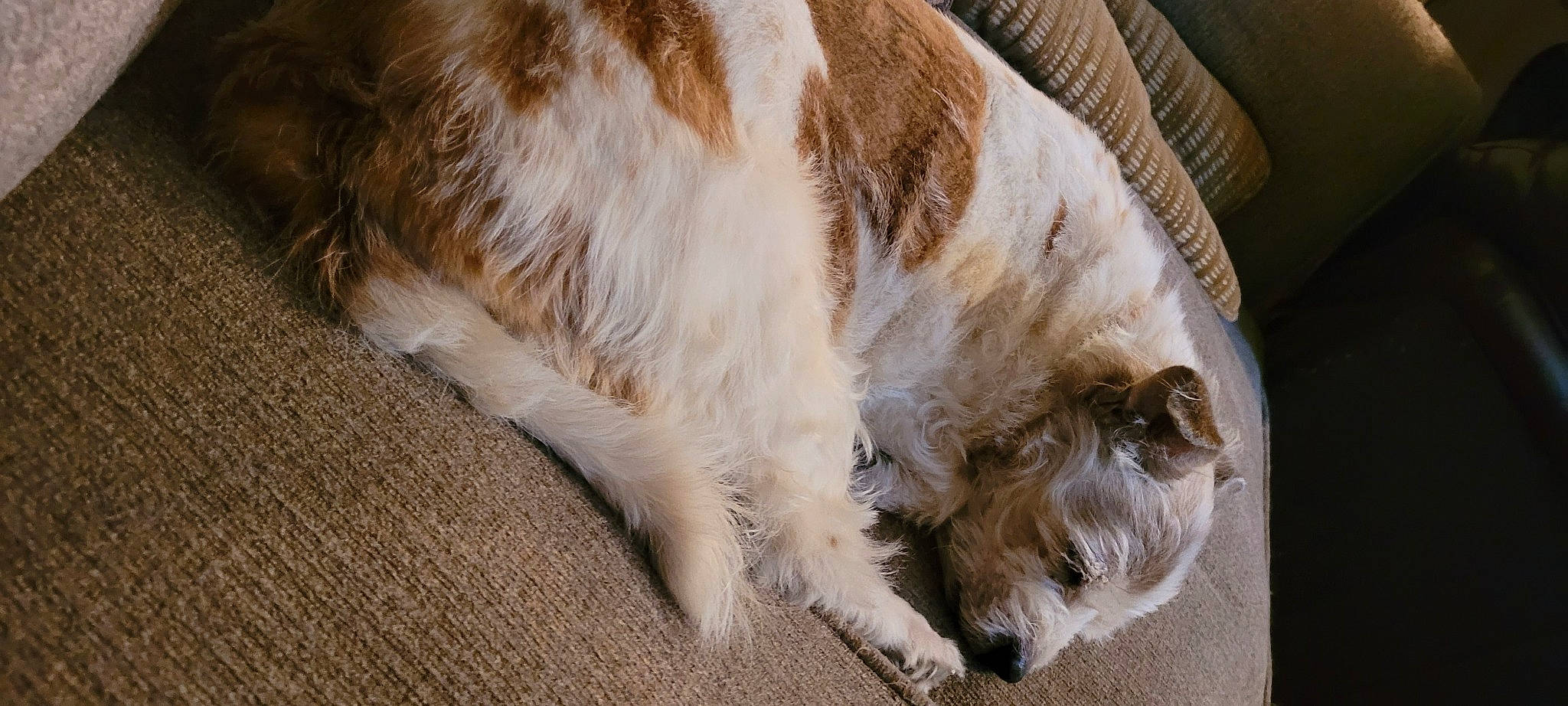 Zelda is registered to the contest to win money with this photo: carnivore, claw, comfort, companion_dog, dog, dog_breed, dog_collar, fawn, fur, liver, nap, paw, small_terrier, spaniel, tail, terrier, toy_dog, whiskers, wood, working_animal