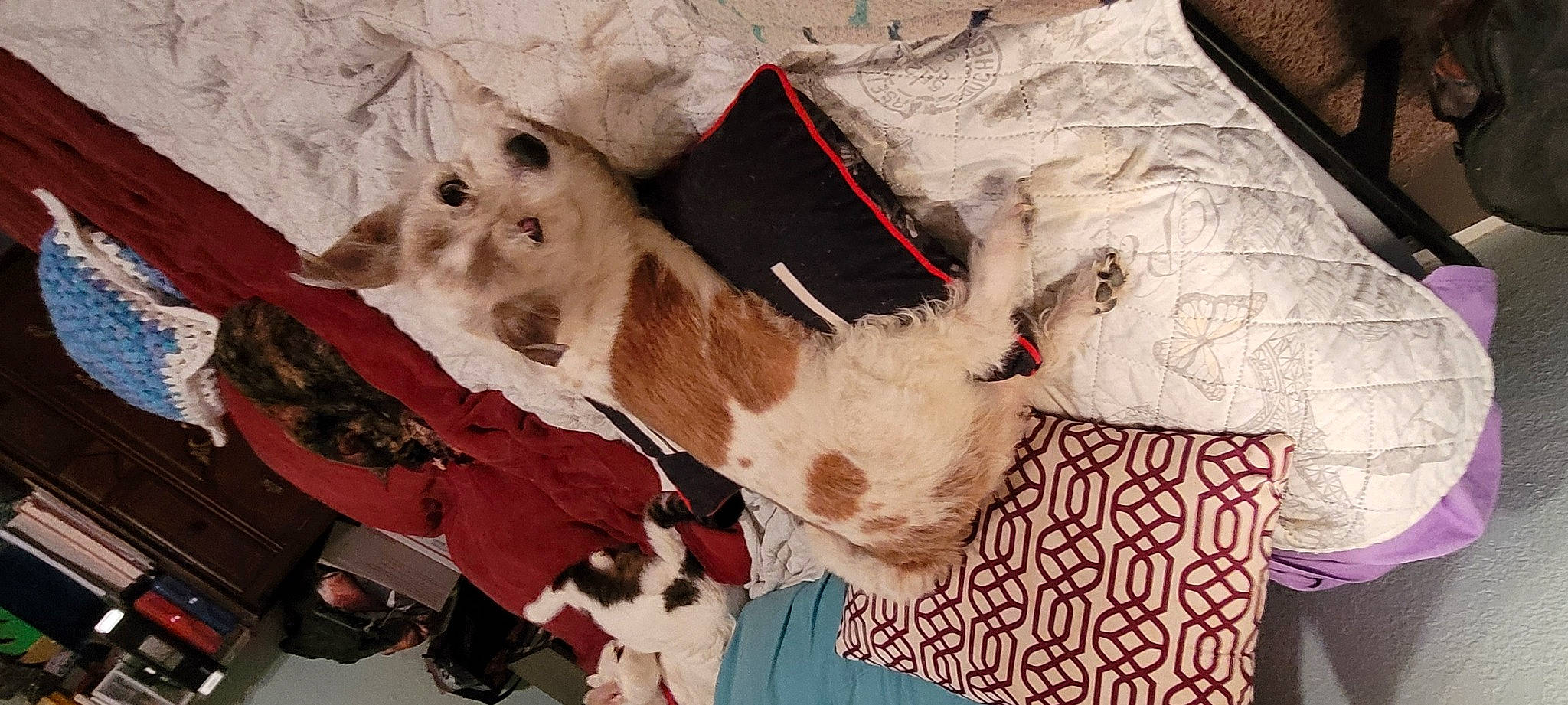 Zelda joined the competition — help win amazing prizes! art, canidae, carmine, carnivore, collar, companion_dog, dog_breed, dog_supply, fawn, felidae, fur, linens, mammal, small_to_medium_sized_cats, snout, sporting_group, tail, textile, vertebrate, working_animal