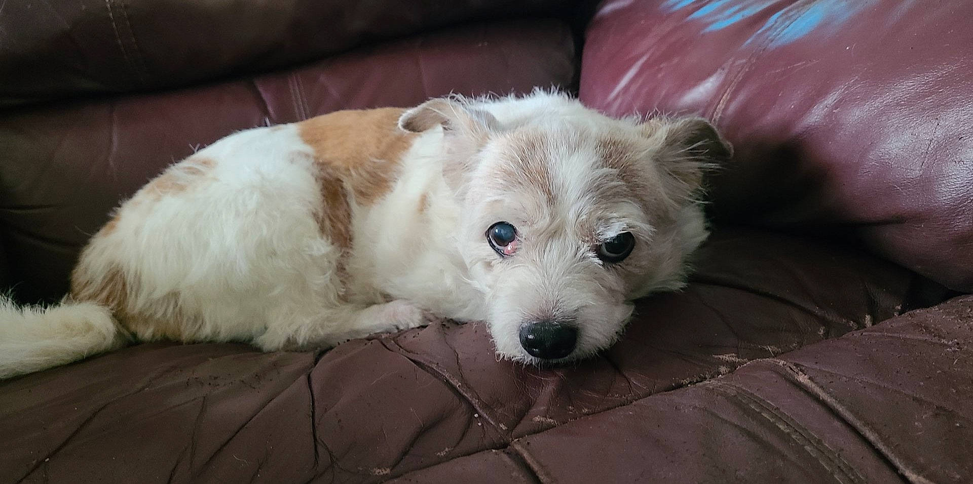 Zelda joined the competition — help win amazing prizes! canidae, carnivore, companion_dog, dog, dog_breed, fawn, fur, livestock_guardian_dog, maltepoo, non_sporting_group, poodle_crossbreed, puppy, small_terrier, snout, sporting_group, terrestrial_animal, terrier, toy_dog, whiskers, working_animal