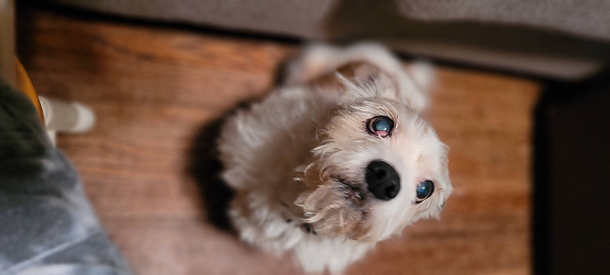 Zelda is registered to the contest to win money with this photo: canidae, carnivore, cockapoo, companion_dog, dog, dog_breed, fur, hardwood, mal_shi, non_sporting_group, pekapoo, poodle_crossbreed, puppy_love, small_terrier, snout, sporting_group, terrier, toy_dog, whiskers, wood