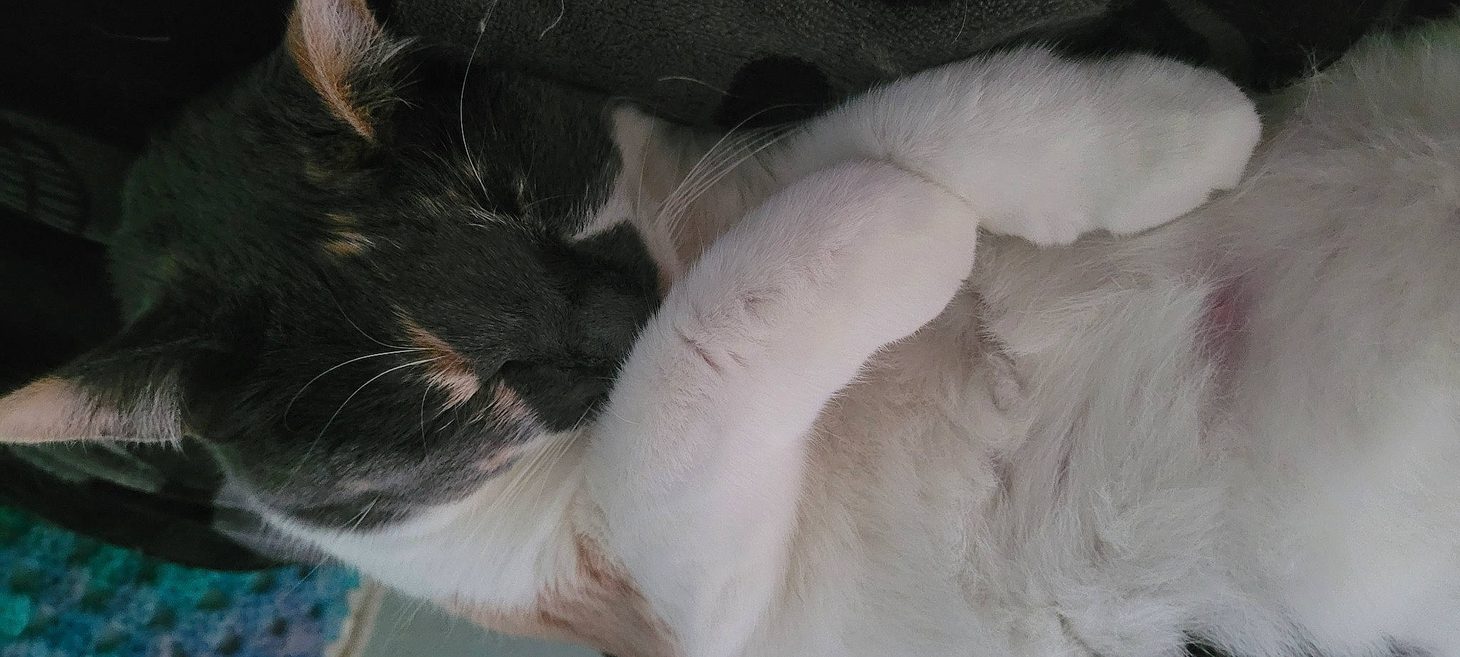 Cosima joined the competition — help win amazing prizes! canidae, carnivore, cat, claw, comfort, dog_breed, domestic_short_haired_cat, ear, felidae, foot, fur, nap, paw, sleep, small_to_medium_sized_cats, snout, sporting_group, tail, whiskers