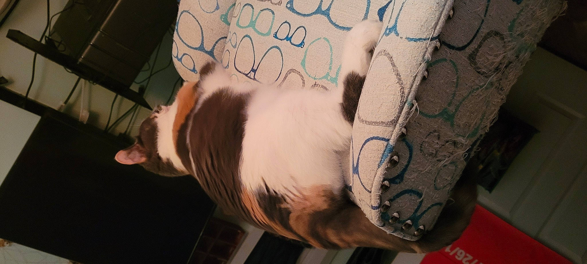 Cosima is registered to the contest to win money with this photo: abdomen, comfort, companion_dog, couch, dog, dog_breed, ear, elbow, fawn, felidae, foot, fur, human_leg, knee, linens, pattern, tail, thigh, trunk, wrist