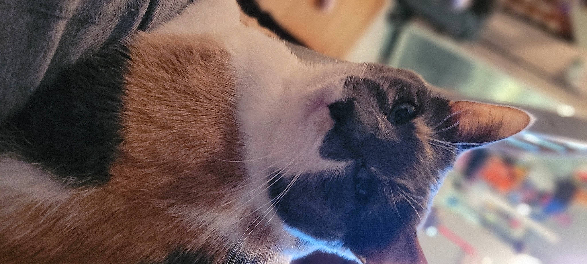 Cosima is registered to the contest to win money with this photo: birman, carnivore, cat, collar, comfort, domestic_short_haired_cat, electric_blue, eye, felidae, fur, paw, siamese, small_to_medium_sized_cats, snout, terrestrial_animal, thai, whiskers, window