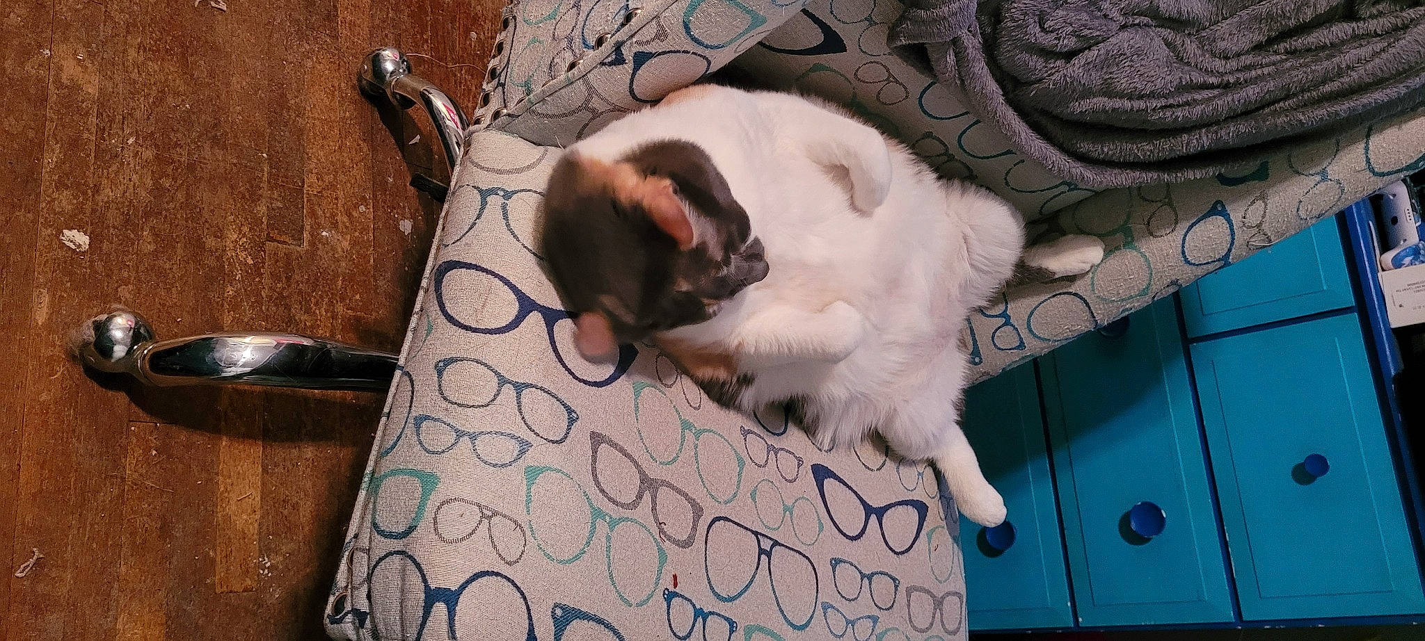 Cosima is registered to the contest to win money with this photo: balinese, bedding, carnivore, cat, claw, comfort, companion_dog, dog_breed, domestic_short_haired_cat, fawn, felidae, fur, linens, paw, room, small_to_medium_sized_cats, snout, tail, thai, whiskers