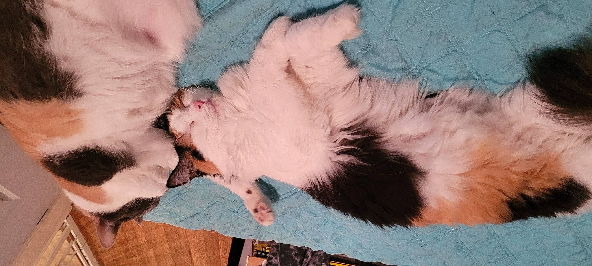 Cordelia is registered to the contest to win money with this photo: canidae, carnivore, cat, claw, comfort, companion_dog, dog_breed, domestic_short_haired_cat, fawn, felidae, foot, fur, gesture, nap, paw, puppy, small_to_medium_sized_cats, sporting_group, tail, whiskers