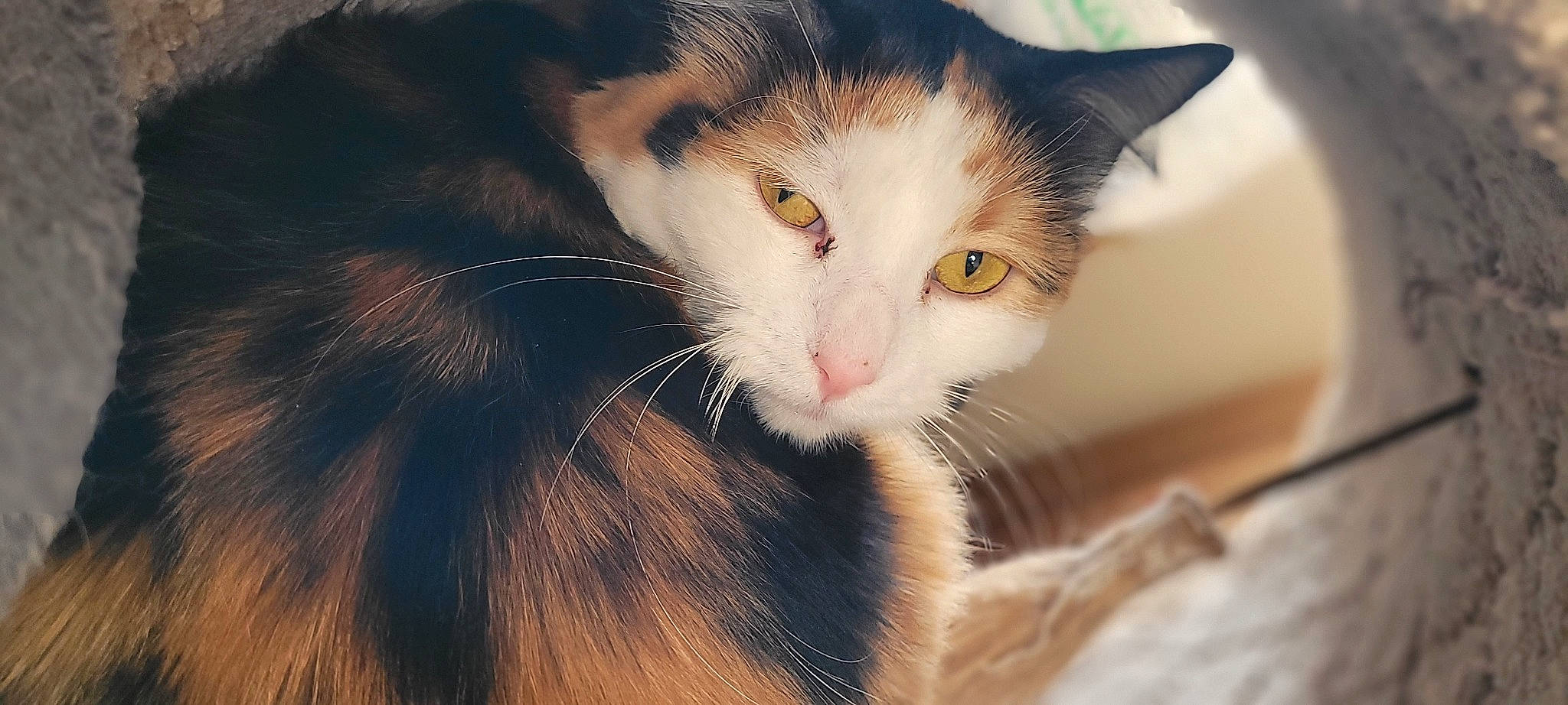 Cordelia joined the competition — help win amazing prizes! carnivore, cat, close_up, domestic_short_haired_cat, ear, felidae, fur, iris, plant, small_to_medium_sized_cats, snout, terrestrial_animal, tree, whiskers