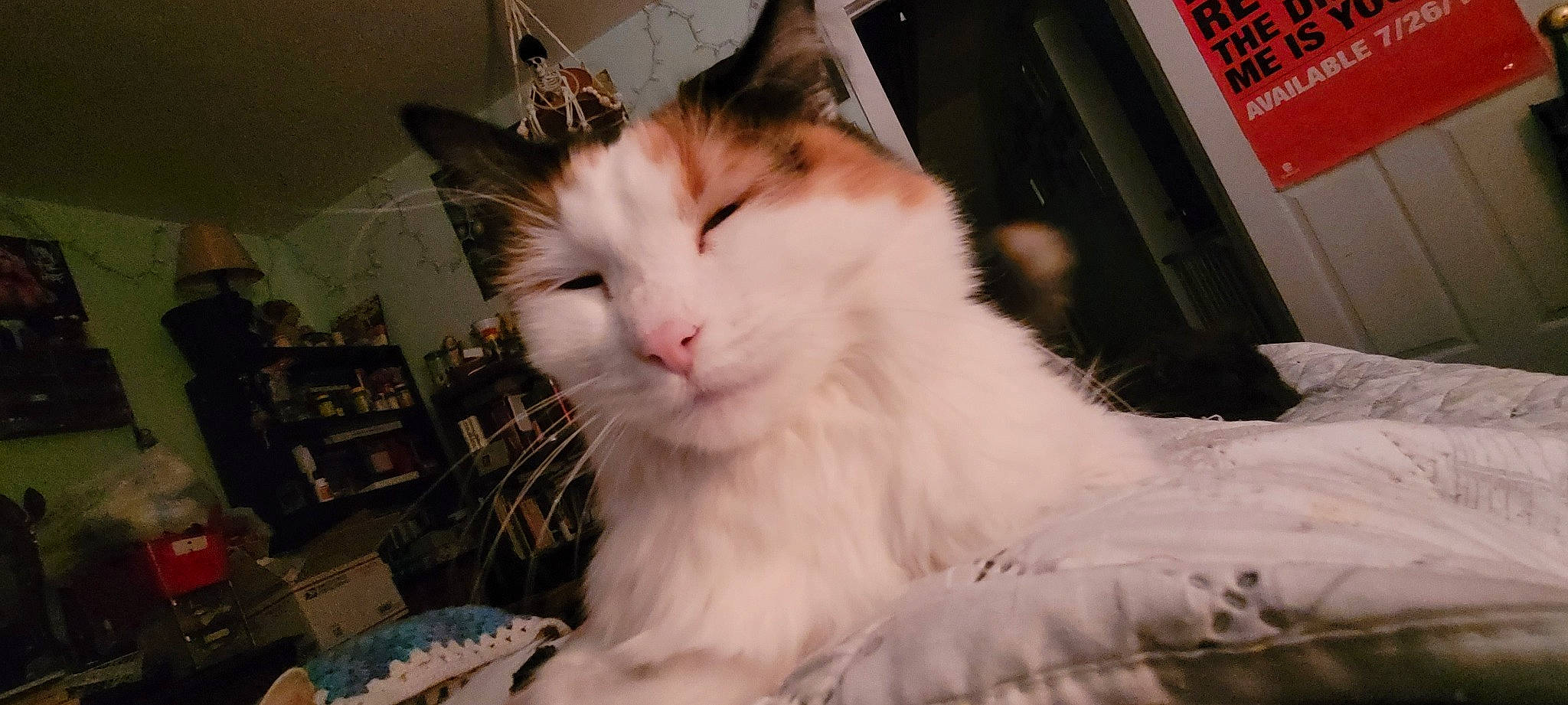 Cordelia is registered to the contest to win money with this photo: box, carnivore, cat, domestic_short_haired_cat, felidae, fur, paw, small_to_medium_sized_cats, snout, tail, whiskers, window