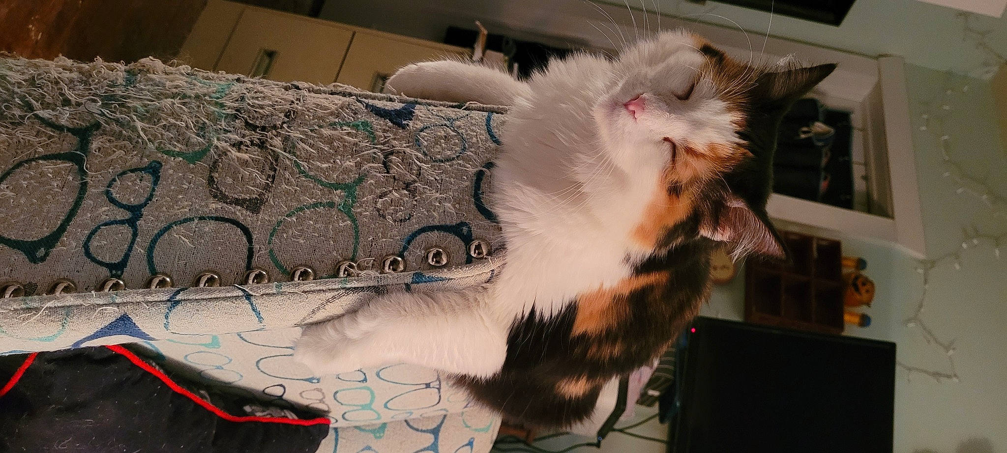 Cordelia is registered to the contest to win money with this photo: art, cat, claw, companion_dog, event, fashion_accessory, feather, felidae, fur, pattern, paw, small_to_medium_sized_cats, tail, visual_arts, whiskers, wing