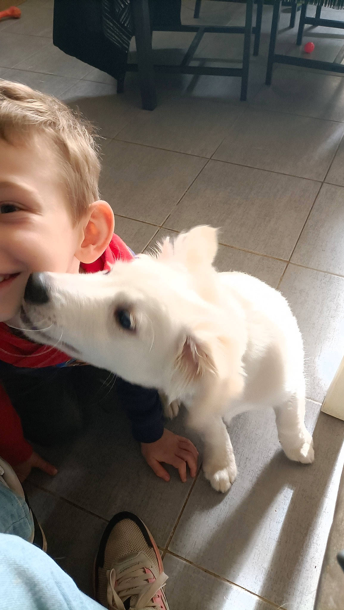 Zouma participe au concours pour gagner de l'argent avec cette photo : canidae, carnivore, companion_dog, dog, dog_breed, ear, fawn, flooring, happy, japanese_spitz, jaw, mammal, samoyed, smile, spitz, sporting_group, tail, toddler, volpino_italiano, working_animal