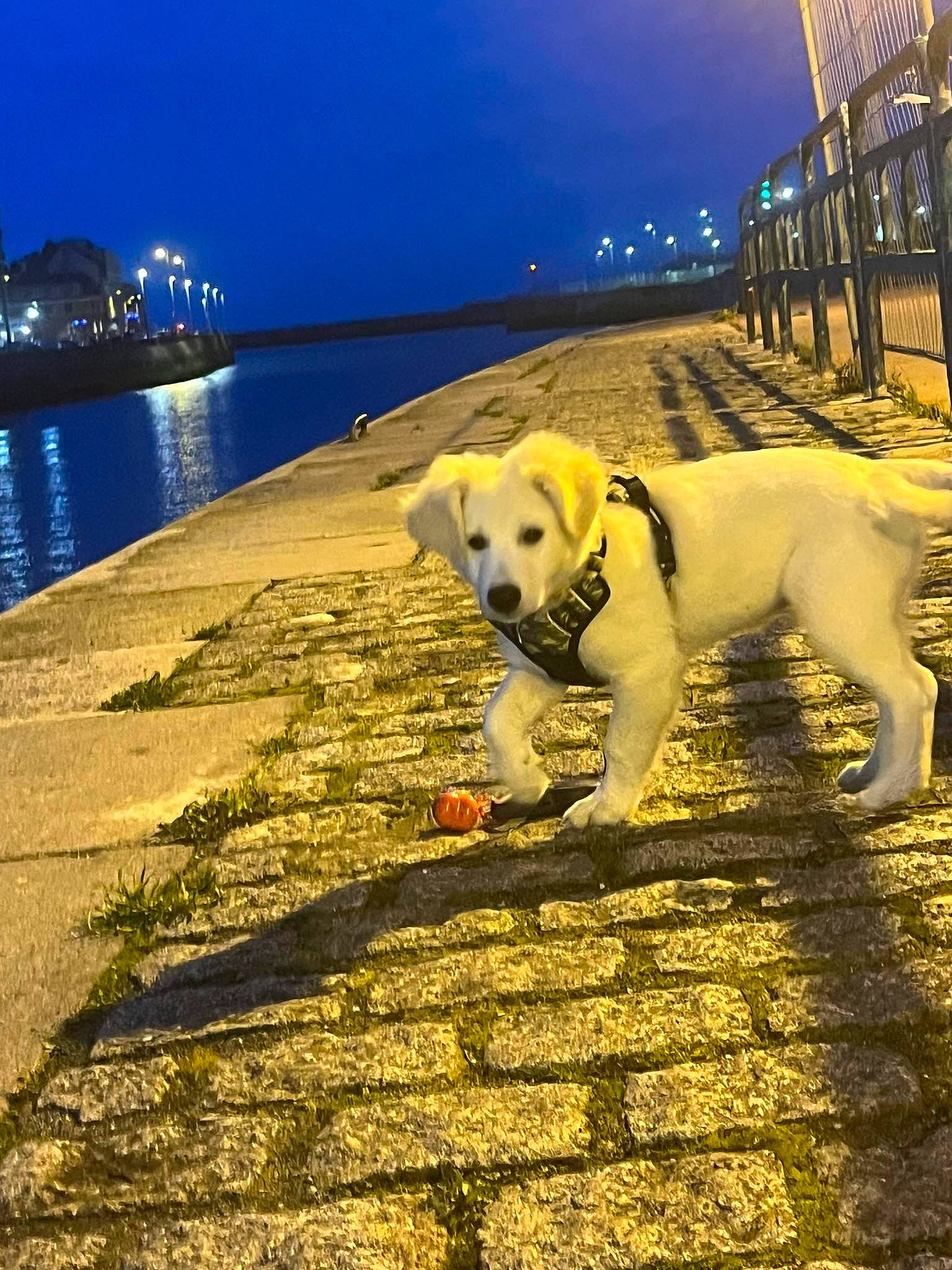 Zouma a rejoint le concours — aidez-le/la à gagner de superbes lots ! blue, canidae, carnivore, companion_dog, dog, dog_breed, evening, grass, horizon, lake, night, ocean, reflection, sea, shadow, sky, sporting_group, tail, water, working_animal