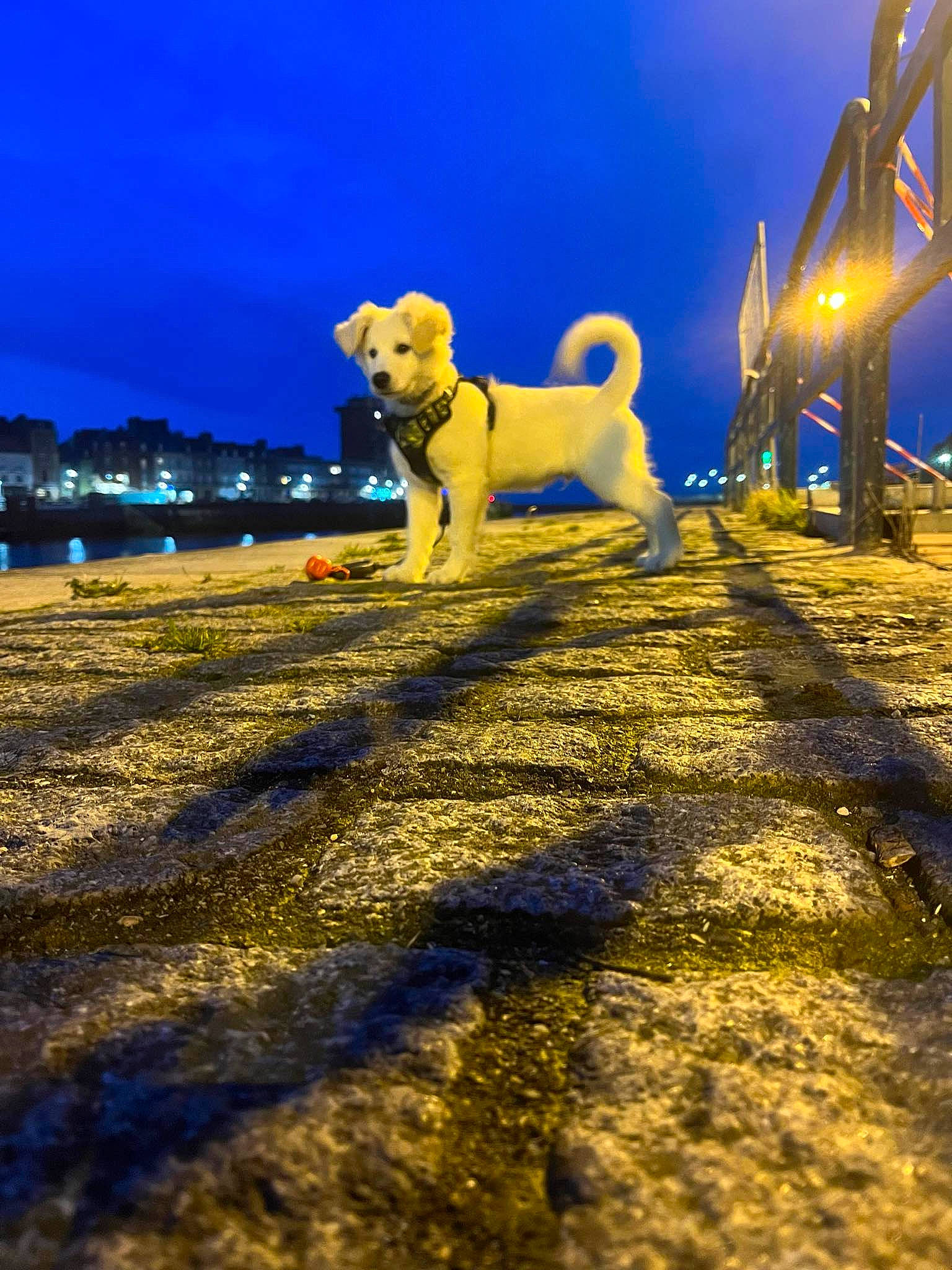 Zouma participe au concours pour gagner de l'argent avec cette photo : atmosphere, blue, carnivore, city, cloud, companion_dog, dog, dog_breed, electric_blue, evening, fawn, grass, horizon, landscape, leisure, lighting, road, sky, sunlight, winter