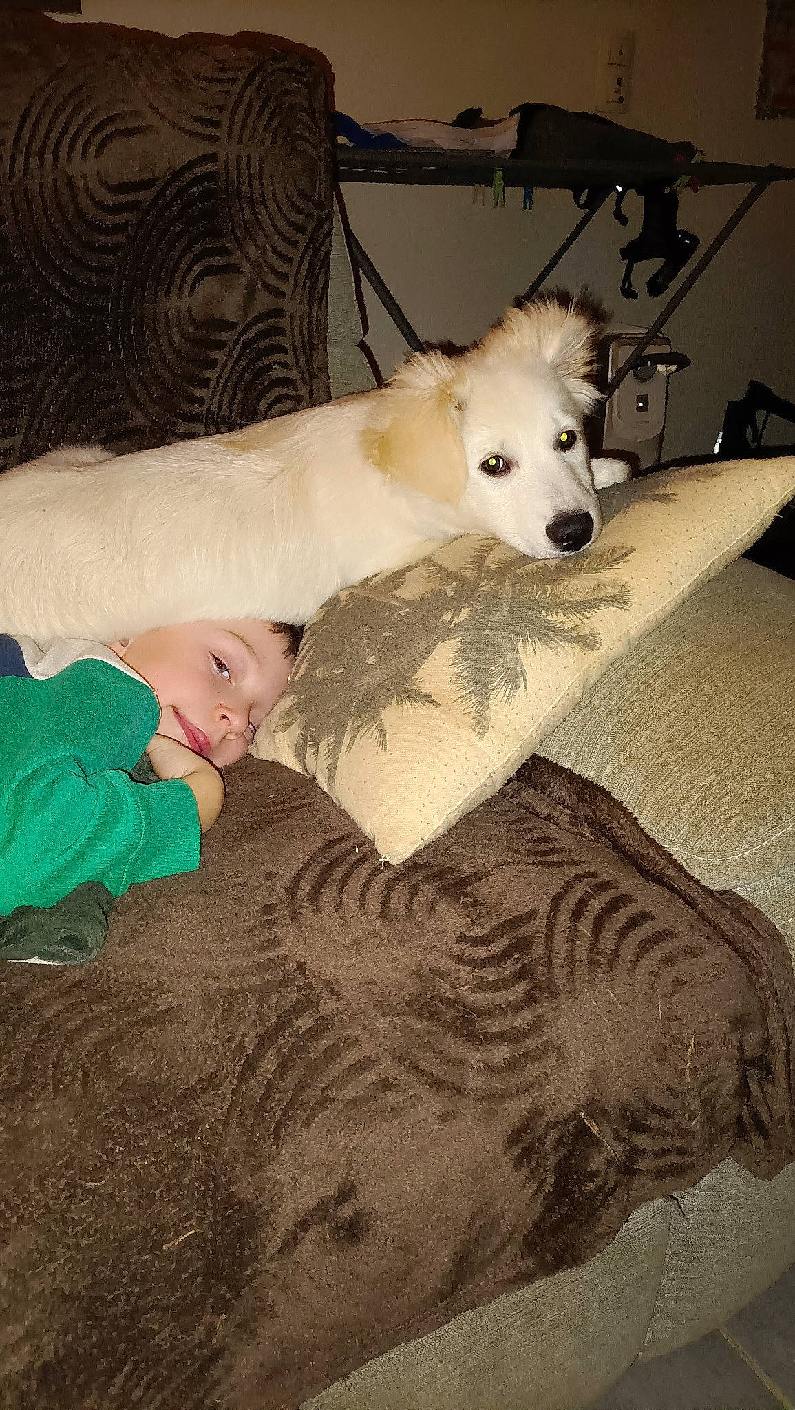 Zouma a rejoint le concours — aidez-le/la à gagner de superbes lots ! canidae, carnivore, comfort, companion_dog, couch, dog, dog_breed, fawn, felidae, flooring, fur, linens, room, small_to_medium_sized_cats, snout, sporting_group, toddler, toy_dog, whiskers, working_animal