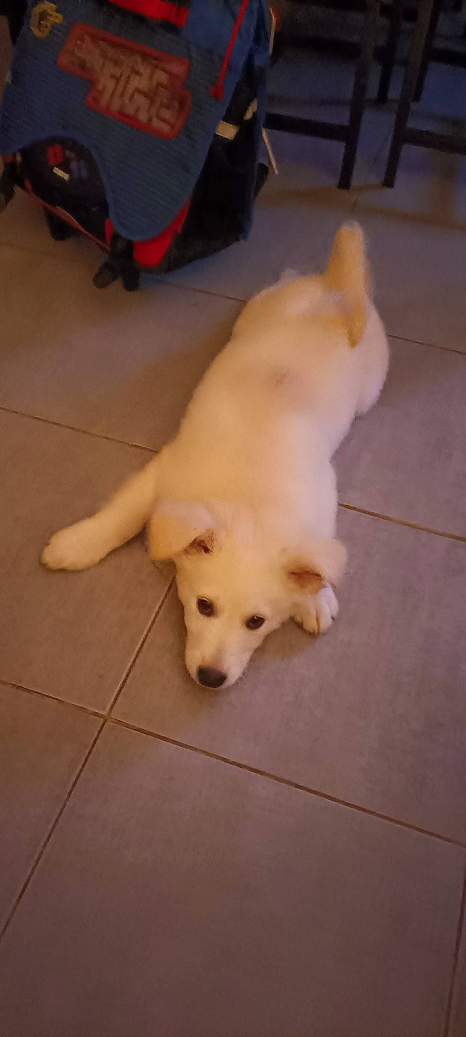 Zouma a rejoint le concours — aidez-le/la à gagner de superbes lots ! carnivore, companion_dog, dog, dog_breed, fawn, floor, flooring, fur, hardwood, luggage_and_bags, paw, pet_supply, retriever, small_greek_domestic_dog, snout, sporting_group, tail, terrestrial_animal, wood, working_animal