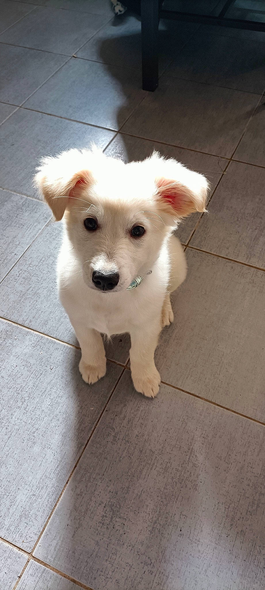 Zouma a rejoint le concours — aidez-le/la à gagner de superbes lots ! ancient_dog_breeds, canidae, carnivore, companion_dog, dog, dog_breed, dog_supply, fawn, flooring, fur, non_sporting_group, paw, puppy, small_terrier, sporting_group, tail, terrestrial_animal, toy_dog, whiskers, working_animal