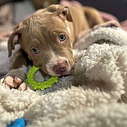 Vini participe au concours pour gagner de l'argent avec cette photo : animal, blanket, brown_fur, close_up, cozy, cute, dog, indoor, lying_down, nibble, paw, pet, playful, puppy, relaxed, snout, soft_texture, toy, white_markings, young_dog