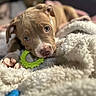animal, blanket, brown_fur, close_up, cozy, cute, dog, indoor, lying_down, nibble, paw, pet, playful, puppy, relaxed, snout, soft_texture, toy, white_markings, young_dog