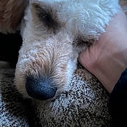 Tillie Bean is registered to the contest to win money with this photo: dog, sleeping, nose, close_up, pet, hand, couch, fabric, textured, fur, muzzle, eyes_closed, indoor, domestic, companion, cozy, resting, snout, animal_portrait, beige_tone
