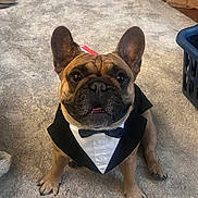 Theo joined the competition — help win amazing prizes! adorable, animal, black, bow_tie, brown, carpet, cute, dog, domestic, ears, eyes, french_bulldog, funny_outfit, indoor, paw, pet, portrait, sitting, small_dog, tuxedo