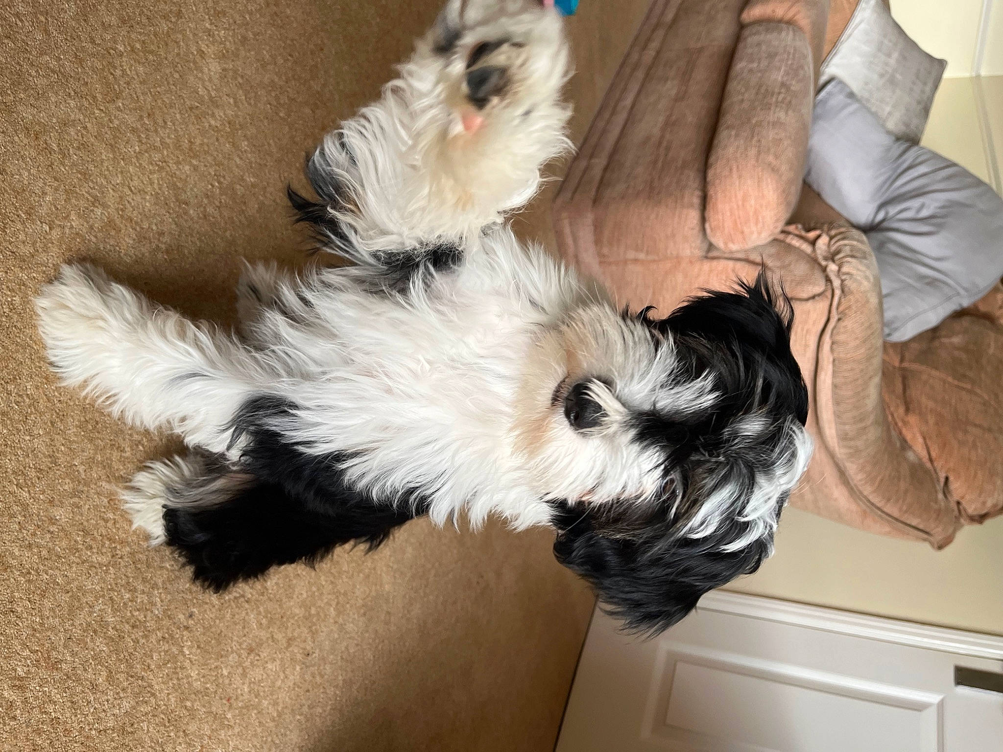 Eden joined the competition — help win amazing prizes! canidae, carnivore, comfort, companion_dog, dog, dog_breed, dog_supply, fur, liver, non_sporting_group, small_terrier, sporting_group, tail, terrier, toy_dog, yorkipoo