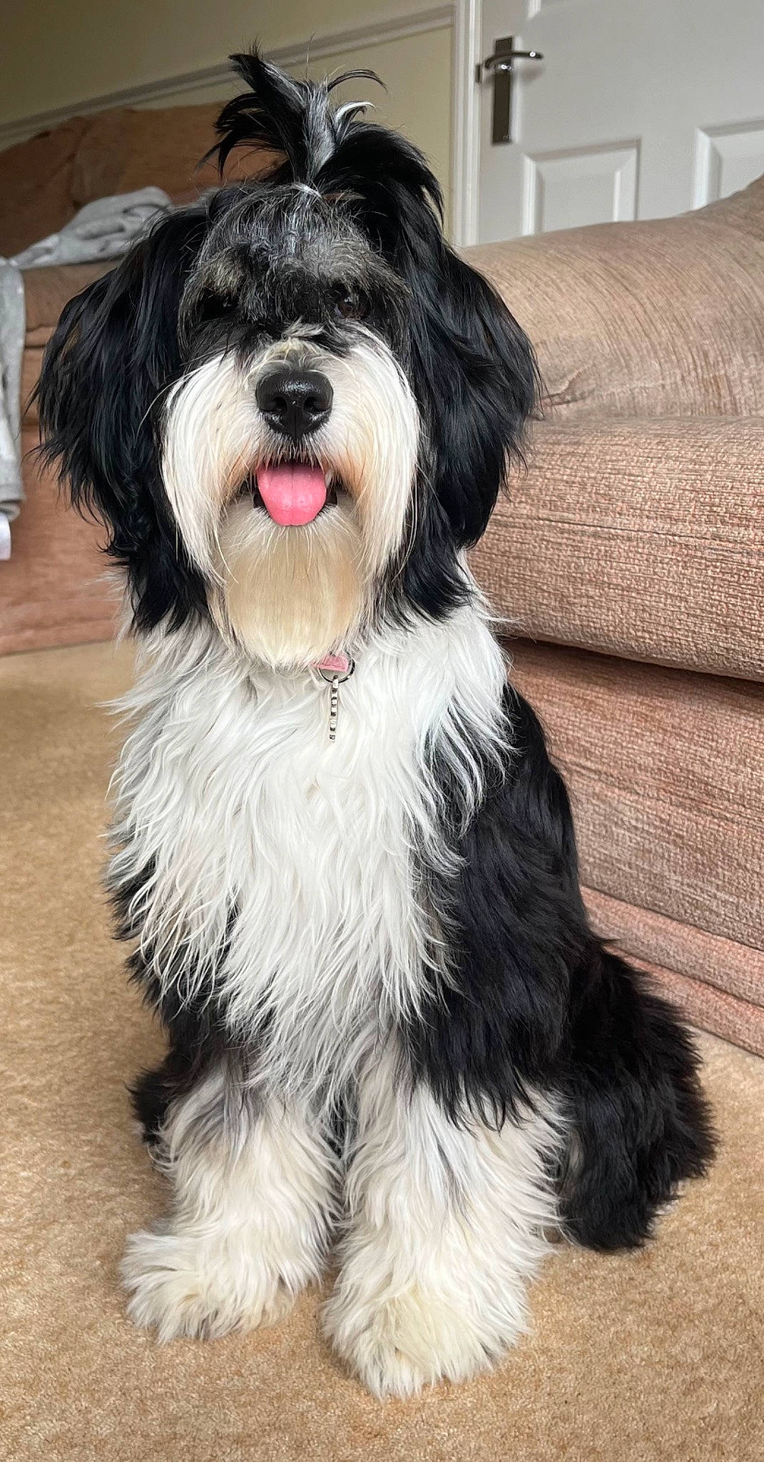 Eden is registered to the contest to win money with this photo: biewer_terrier, canidae, carnivore, companion_dog, dog, dog_breed, dog_supply, fur, liver, maltepoo, non_sporting_group, small_terrier, snout, sporting_group, terrestrial_animal, terrier, toy_dog, water_dog, working_animal, yorkipoo