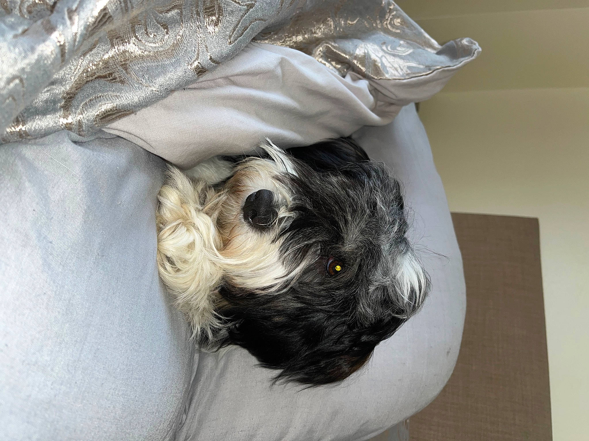 Eden is registered to the contest to win money with this photo: comfort, companion_dog, dog, dog_breed, fur, grey, linens, sleeve, sporting_group, tail, toy_dog, working_animal