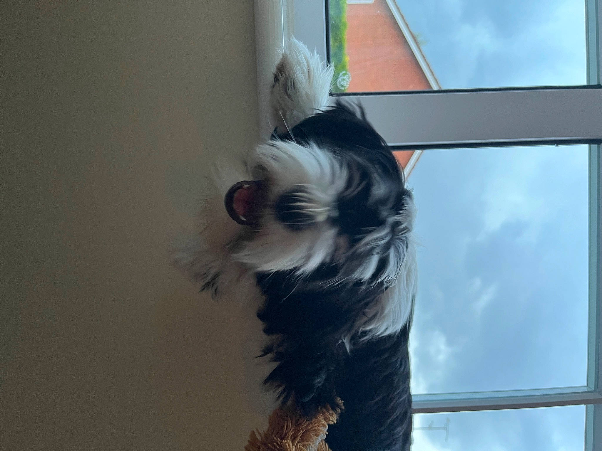 Eden is registered to the contest to win money with this photo: canidae, carnivore, companion_dog, dog, dog_breed, dog_supply, eye, fawn, fur, pet_supply, sky, small_terrier, snout, sporting_group, tail, terrier, toy_dog, whiskers, window, wing