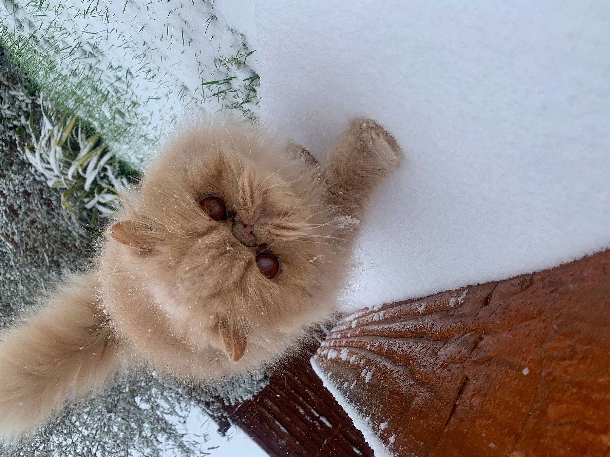 Burberry joined the competition — help win amazing prizes! cat, claw, fawn, felidae, fur, paw, small_to_medium_sized_cats, snout, tail, terrestrial_animal, whiskers, winter