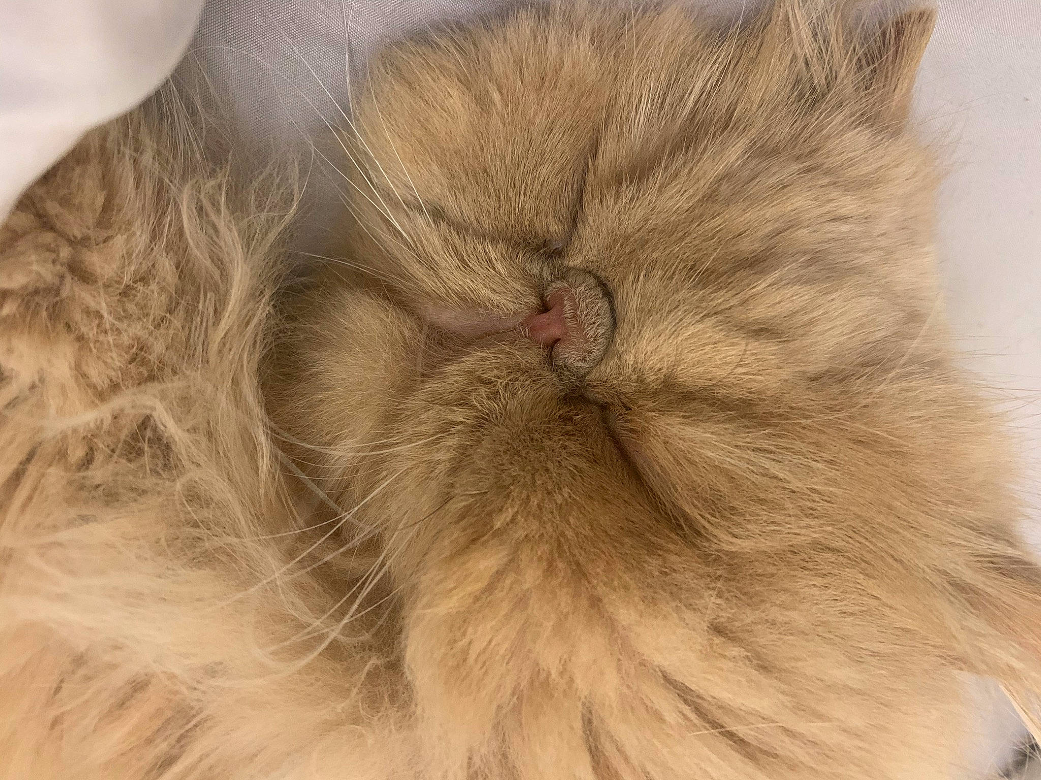 Burberry is registered to the contest to win money with this photo: british_longhair, carnivore, cat, claw, comfort, felidae, fur, liver, natural_material, paw, peach, small_to_medium_sized_cats, tail, terrestrial_animal, whiskers
