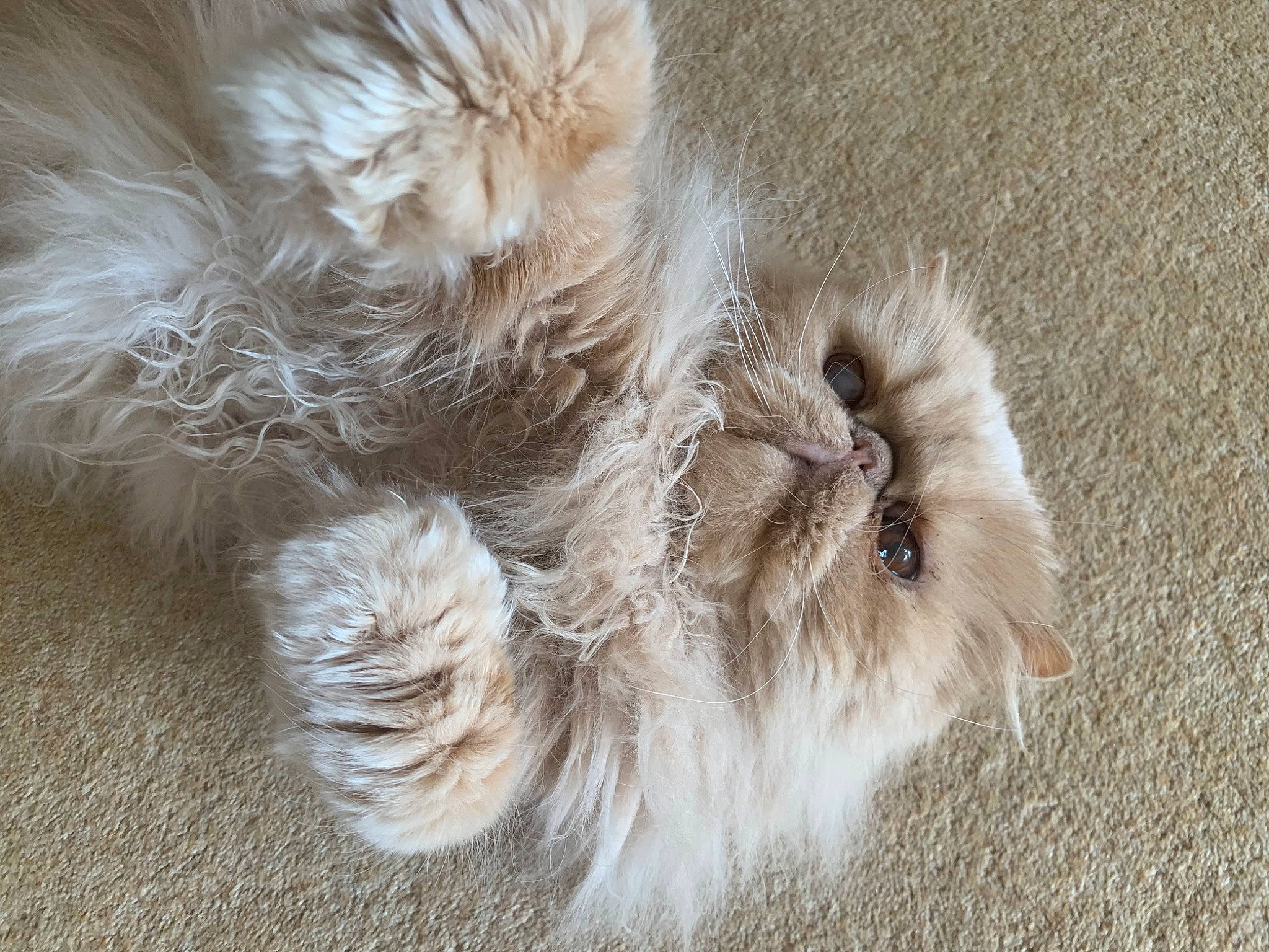 Burberry is registered to the contest to win money with this photo: canidae, carnivore, claw, companion_dog, dog, dog_breed, fawn, felidae, fur, liver, non_sporting_group, paw, shih_tzu, small_to_medium_sized_cats, snout, sporting_group, tail, terrier, toy_dog, whiskers