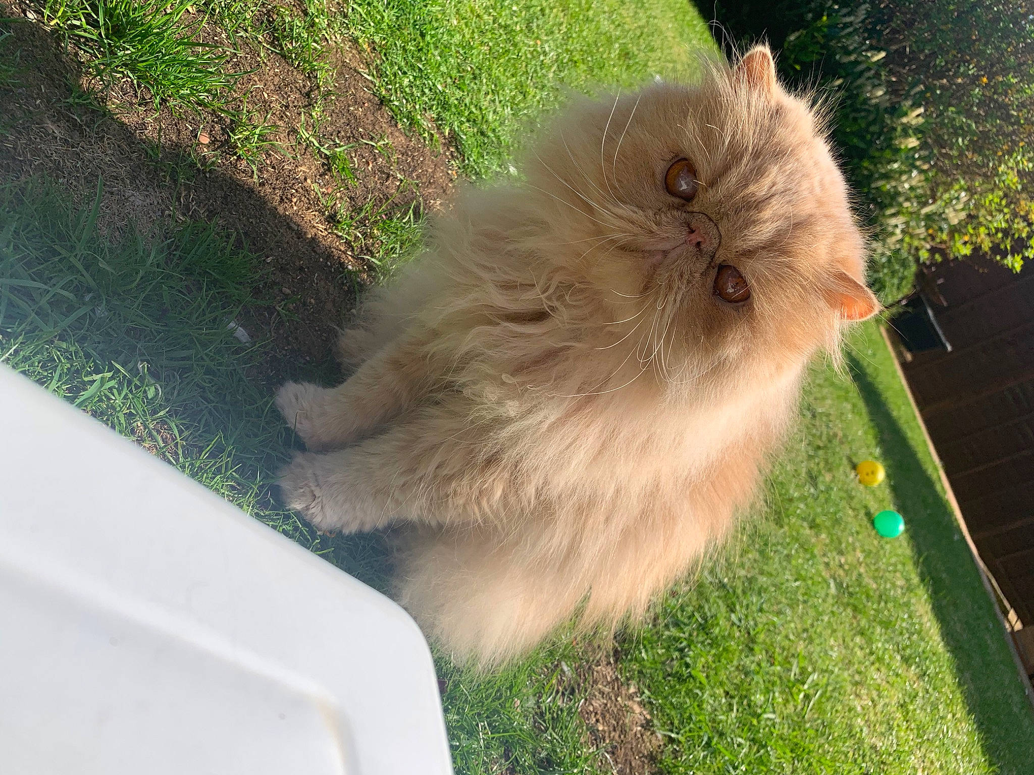 Burberry joined the competition — help win amazing prizes! carnivore, companion_dog, dog, dog_breed, fawn, felidae, fur, german_spitz, german_spitz_klein, german_spitz_mittel, grass, non_sporting_group, plant, spitz, tail, whiskers